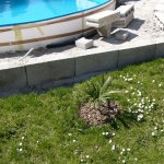 Litle Palme ..... die hat noch paar Jahre bis man in deren Schatten liegen kann 